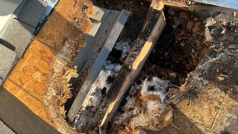 Water-damaged wood exposed under a removed section of roofing